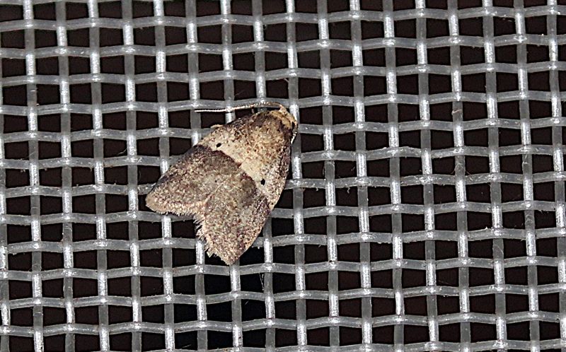 Eugoa brunnea