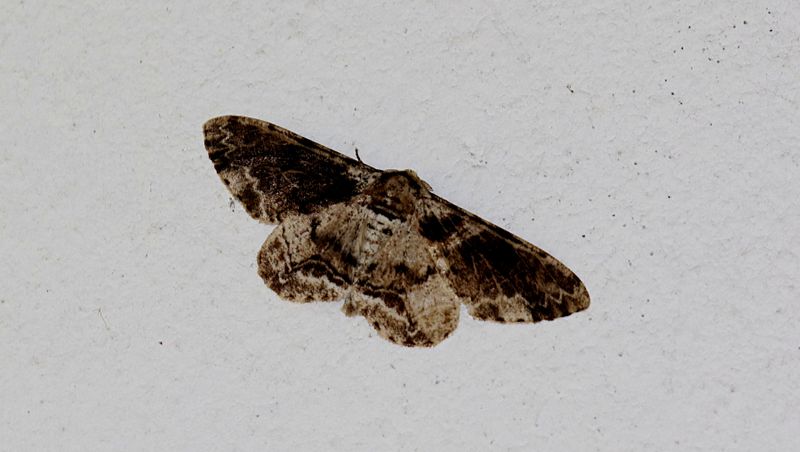 Subfamily Ennominae