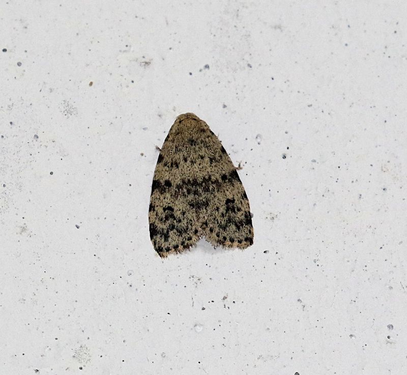 Subfamily Hypenodinae