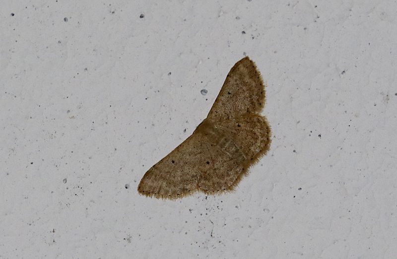 Idaea ptyonopoda