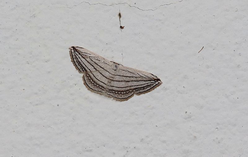 Scopula opicata