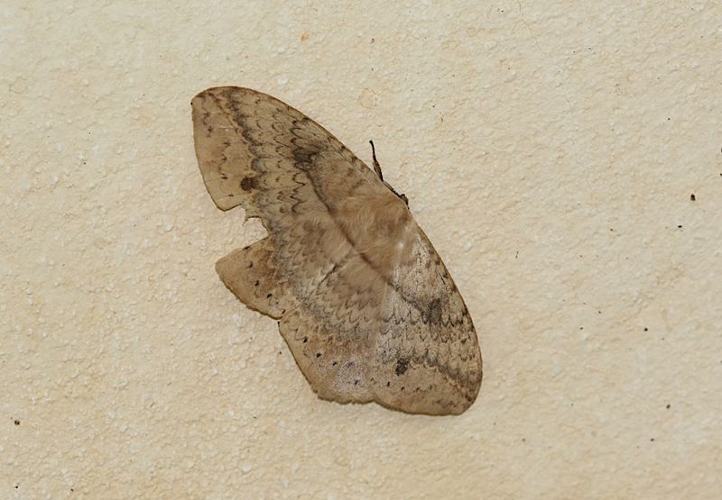 Sphingognatha asclepiades