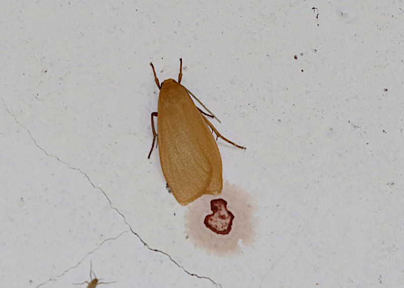 Danielithosia immaculata