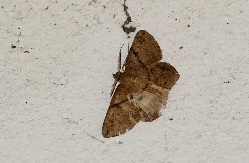 Petelia medardaria