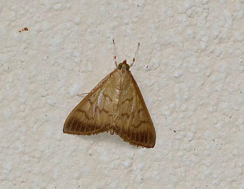Crypsiptya coclesalis