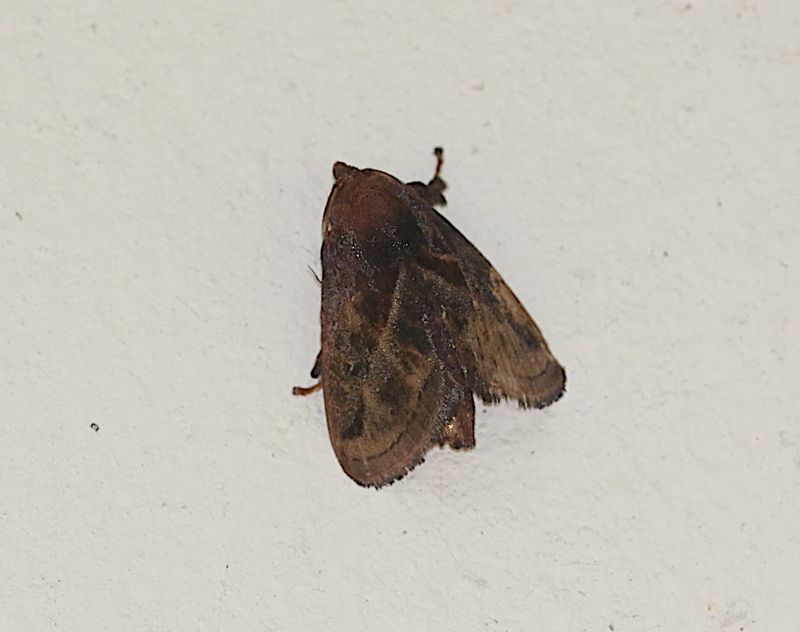 Phocoderma velutina
