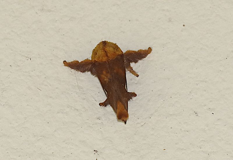 Subfamily Limacodinae