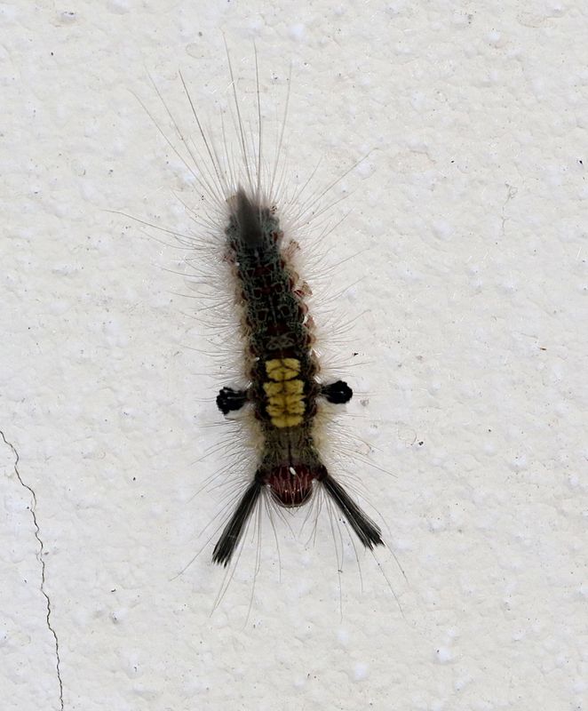 Brown Tussock Moth (Olene mendosa)