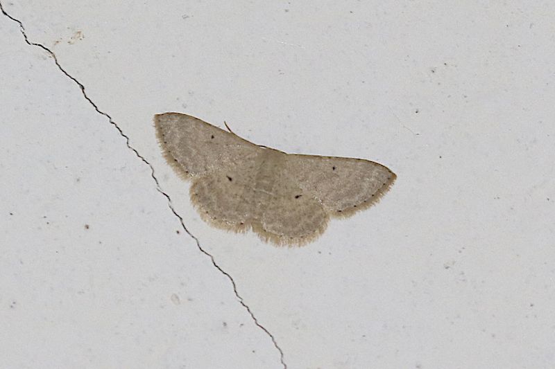 Scopula benitaria