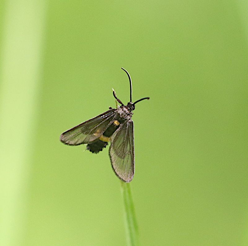 Psichotoe duvaucelii