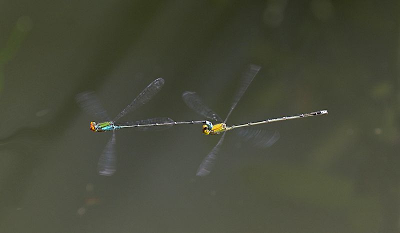 Orange-faced Sprite (Pseudagrion rubriceps)