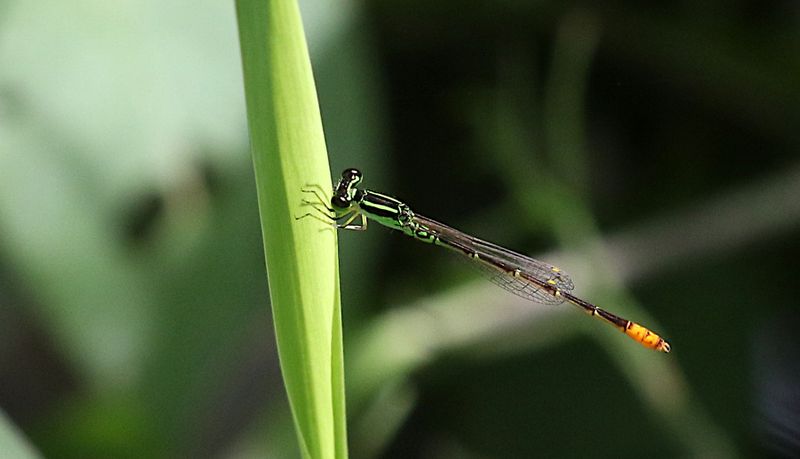 Marsh Wisp (Agriocnemis minima)