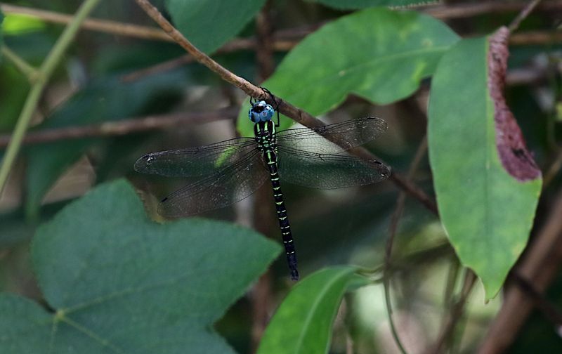 Indaeschna ornithocephala
