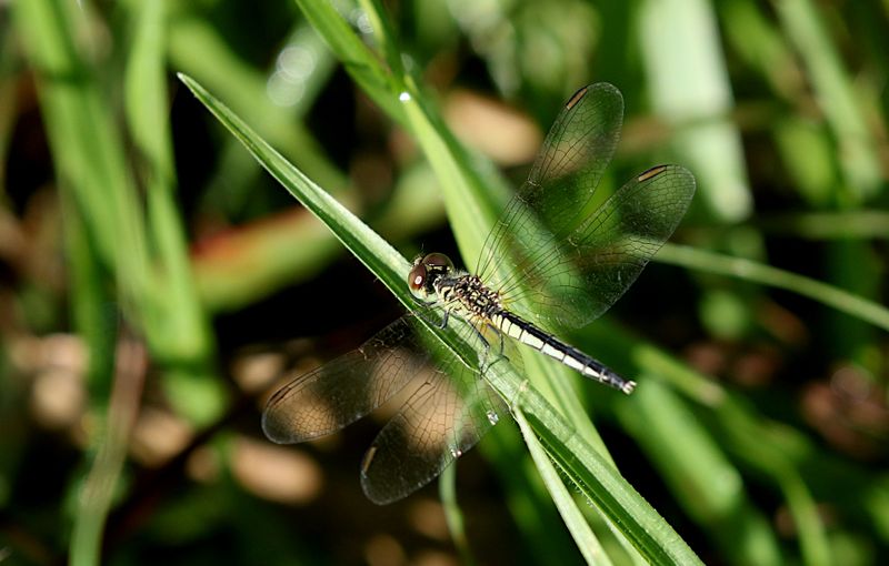 Charcoal-winged Percher