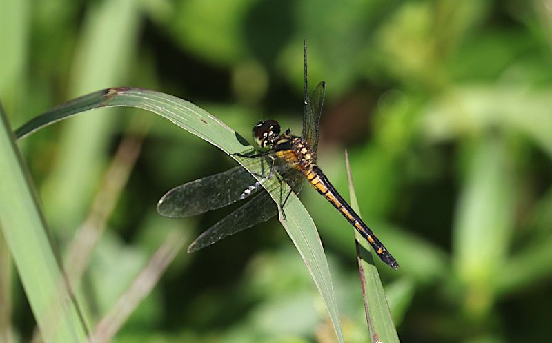 Amphithemis (curvistyla)