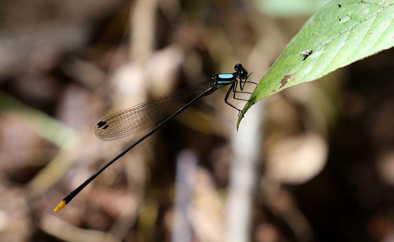 Coeliccia poungyi