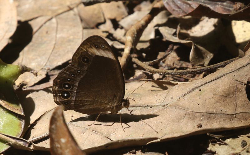 White-bar Bushbrown (Mycalesis anaxias)