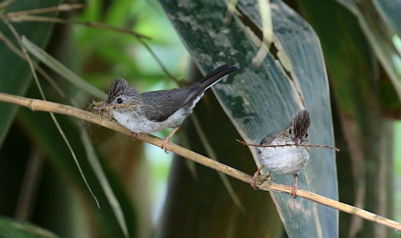 Striated Yuhinna