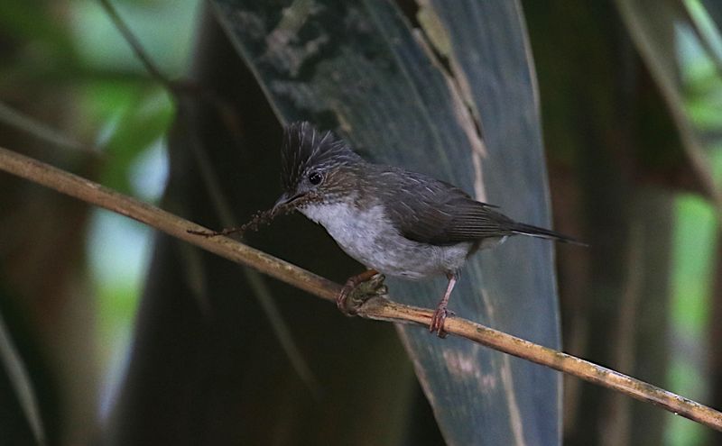 Striated Yuhinna