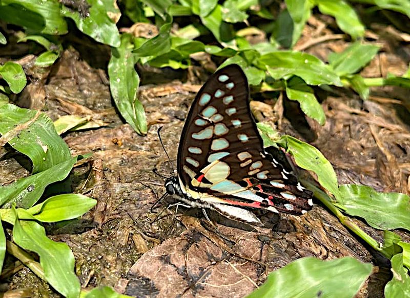 Common Jay