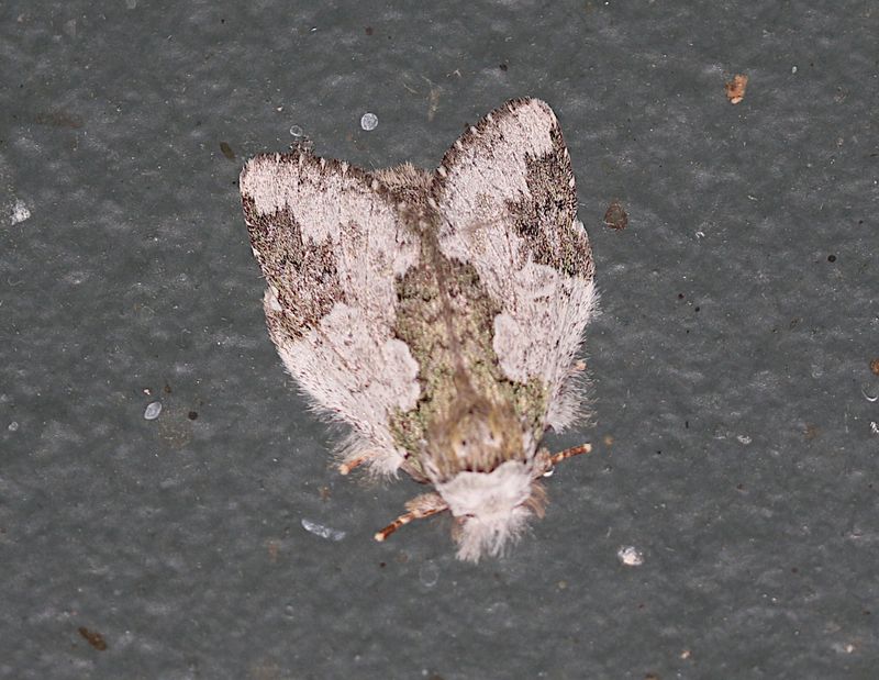 Syntypistis comatus