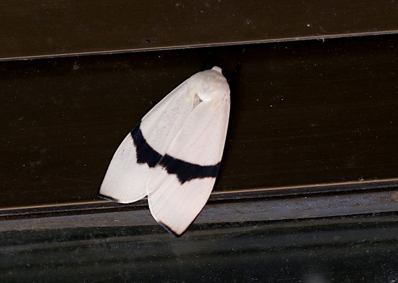 Vamuna alboluteola