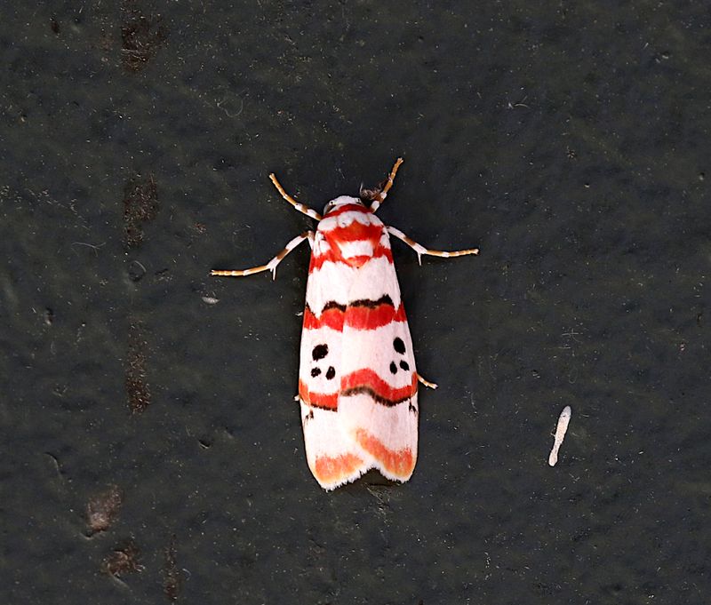 Cyana indosinica