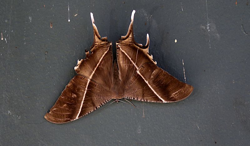 Tropical Swallowtail Moth Lyssa zampa