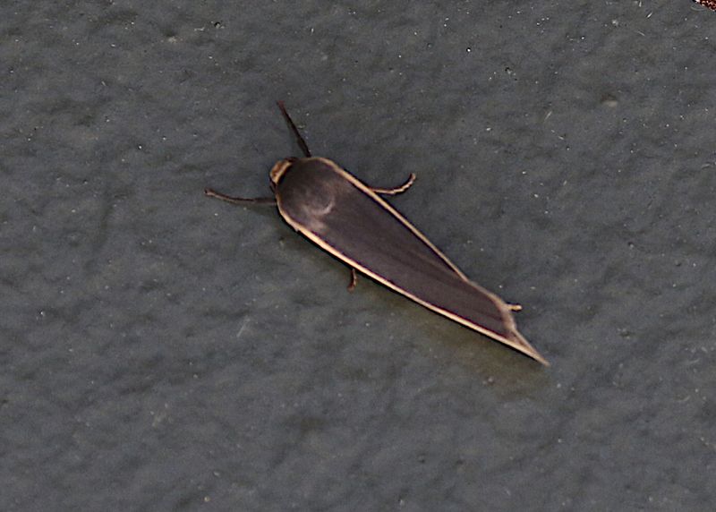 Brunia antica
