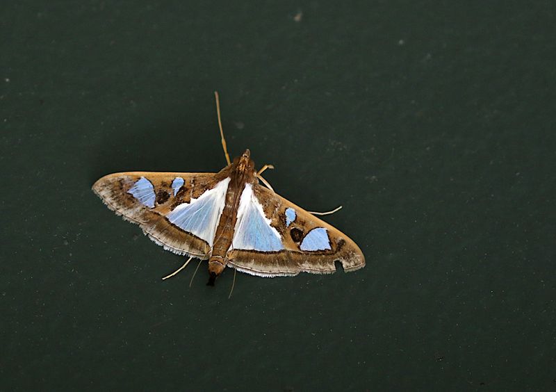 Glyphodes bivitralis