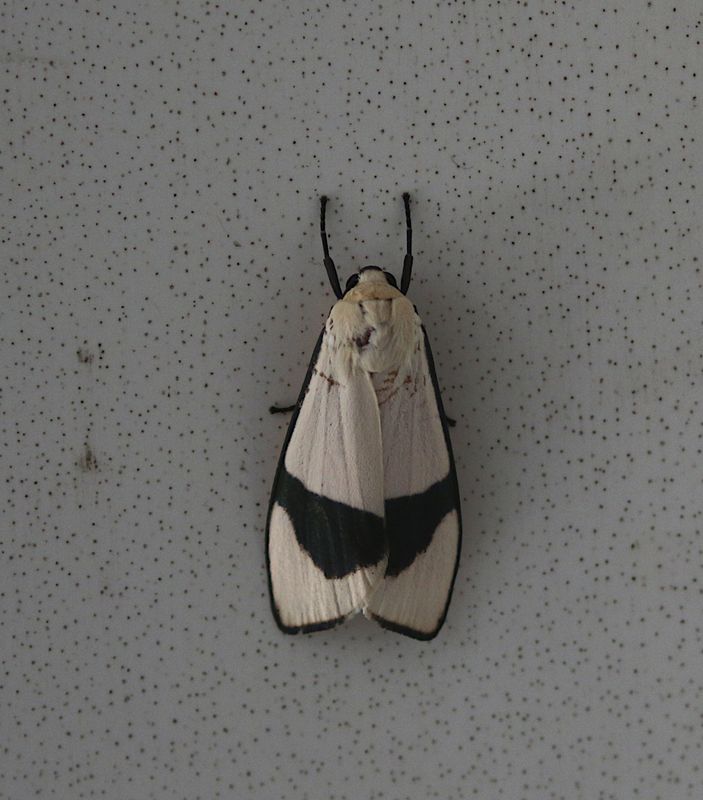 Vamuna alboluteola