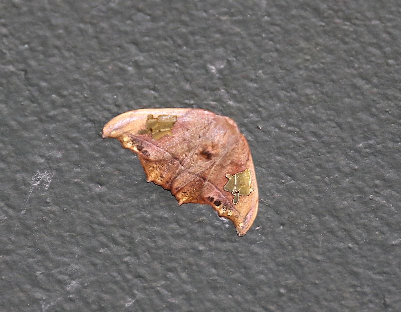 Spectroreta hyalodisca