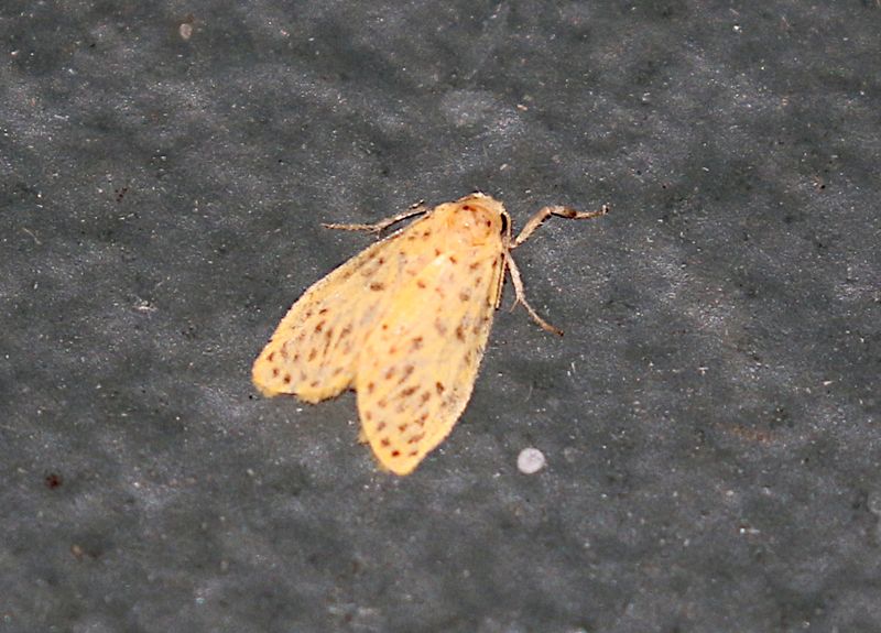 Subtribe Nudariina