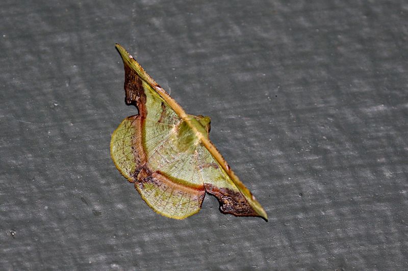 Fascellina plagiata