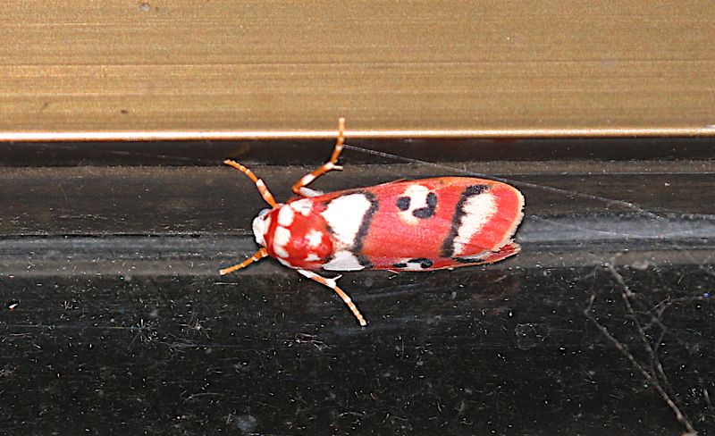 Complex Cyana insularis
