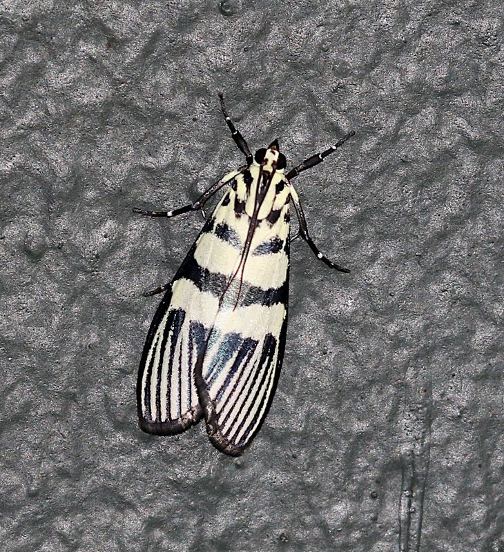 Heortia vitessoides