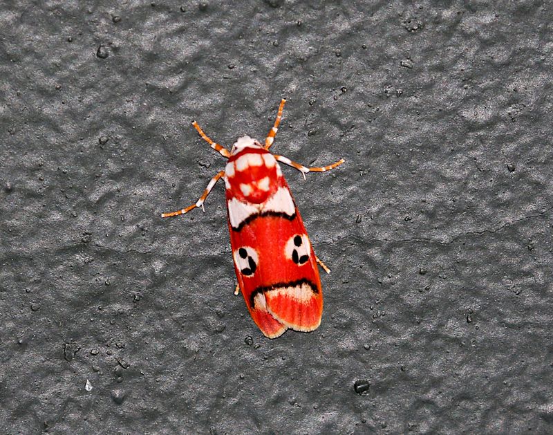 Complex Cyana insularis