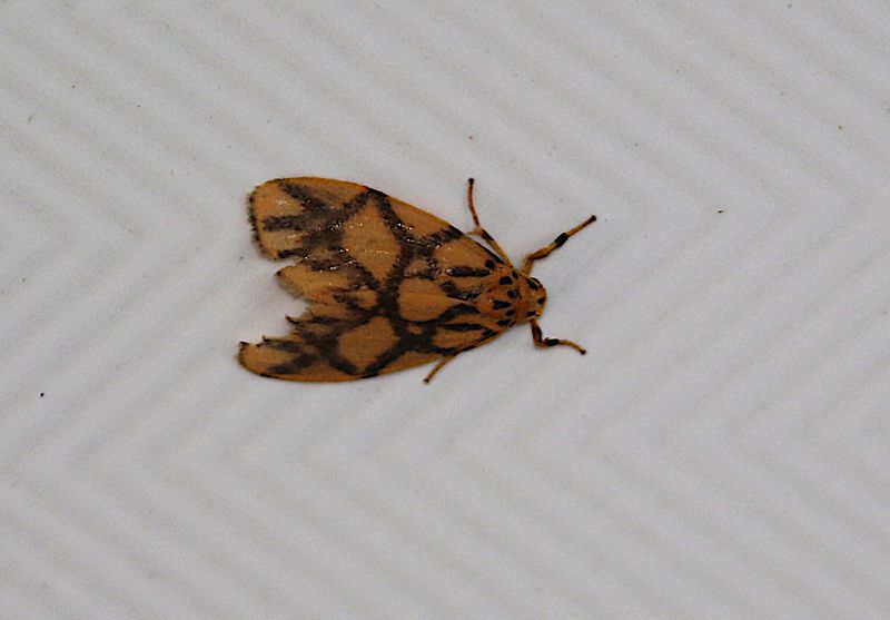 Miltochrista conjunctana