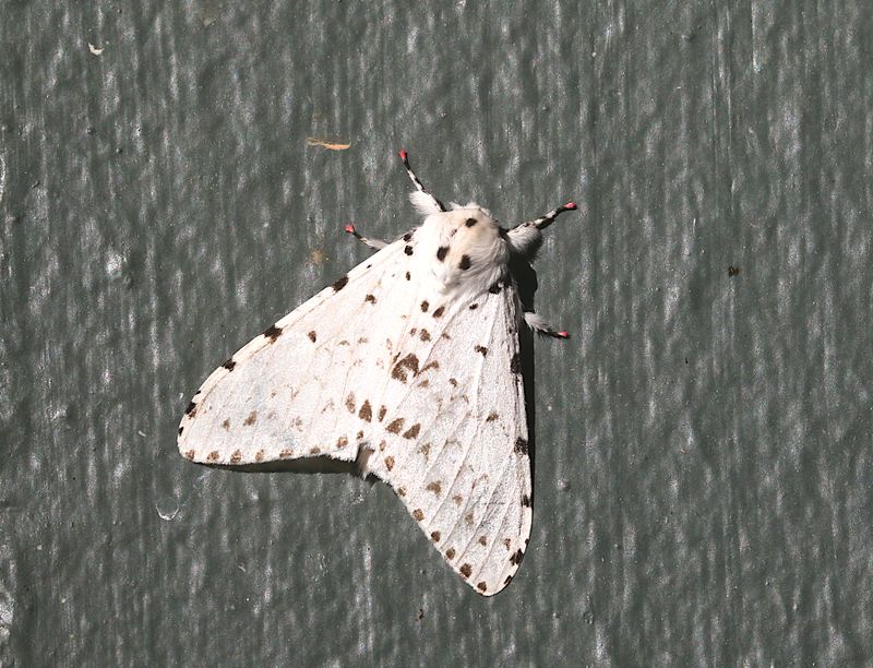 Lymantria bivittata