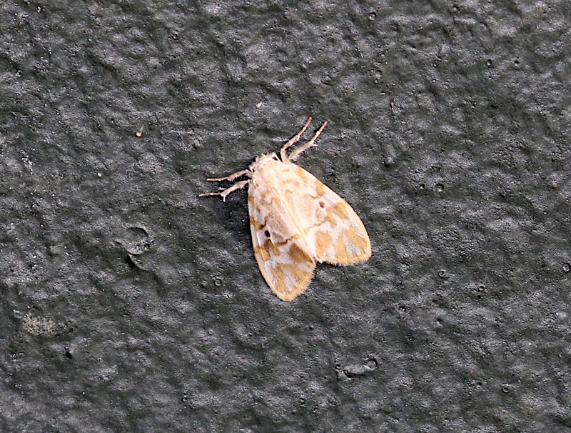 Nudaria ranruna
