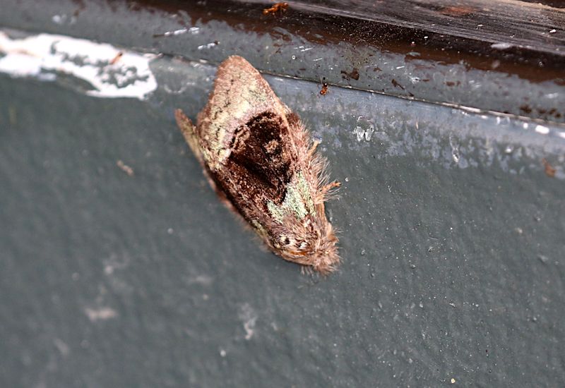 Syntypistis pallidifascia
