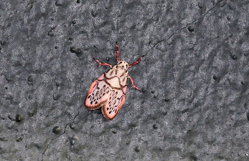 Miltochrista irregularis