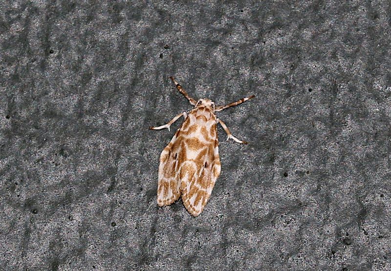 Cabarda nigripuncta