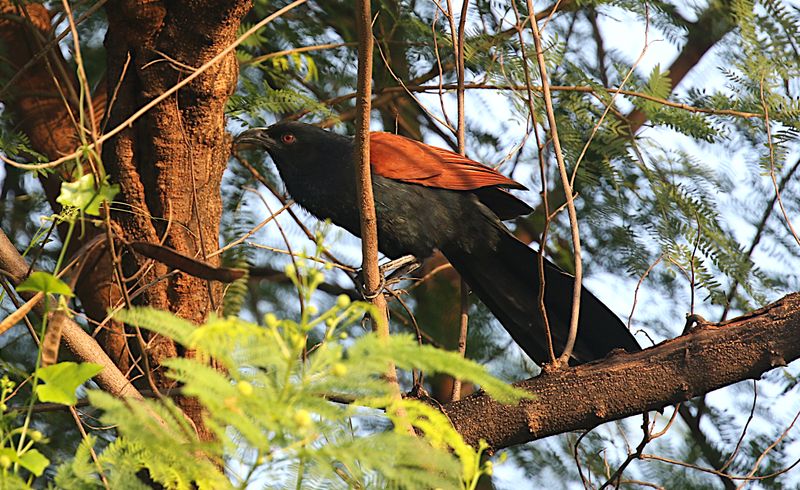 Greater Coucal