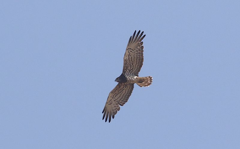 Short-toed Snake-Eagle
