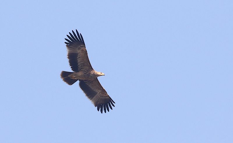 Imperial Eagle, (Aquila heliaca)