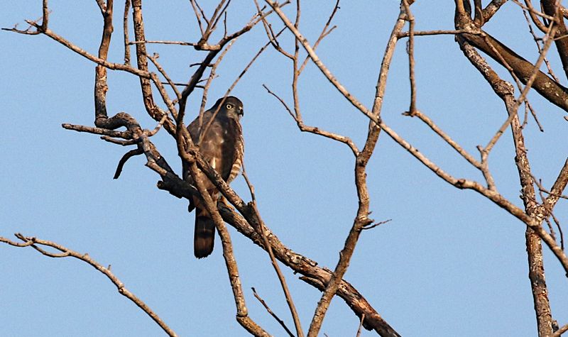 Japanese Sparrowhawk