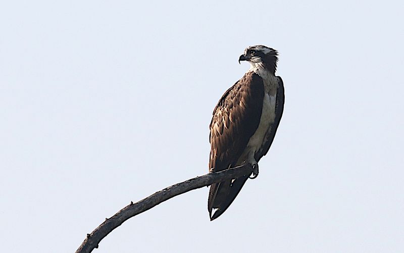 Osprey