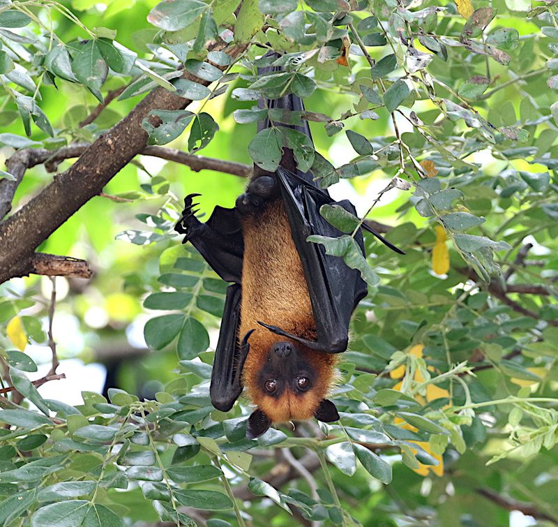 Lyle's flying fox