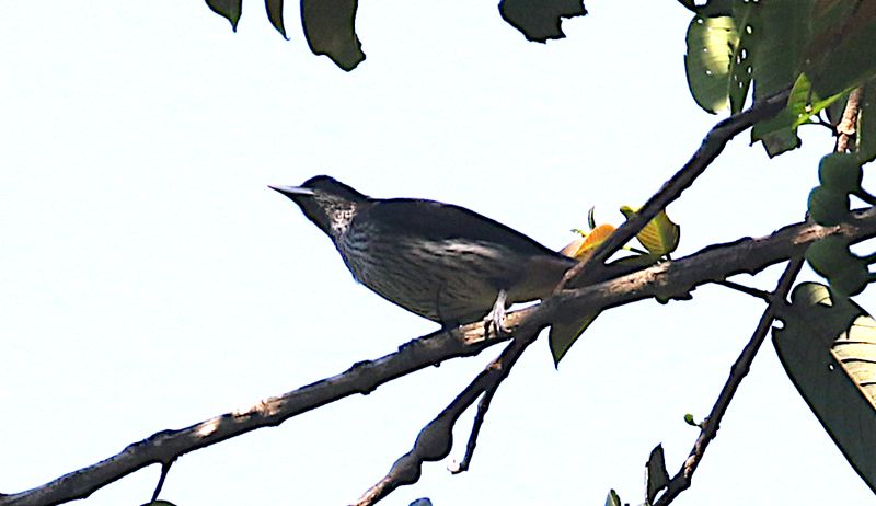 Silver Oriole